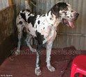 Mannuthy-Thrissur-Dog-Show-2011 (15)